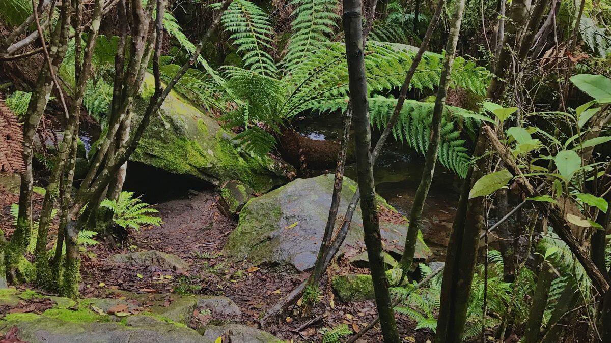 Fainters Creek Alpine National Park