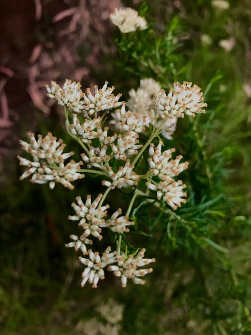 Marysville State Forest Cassinia