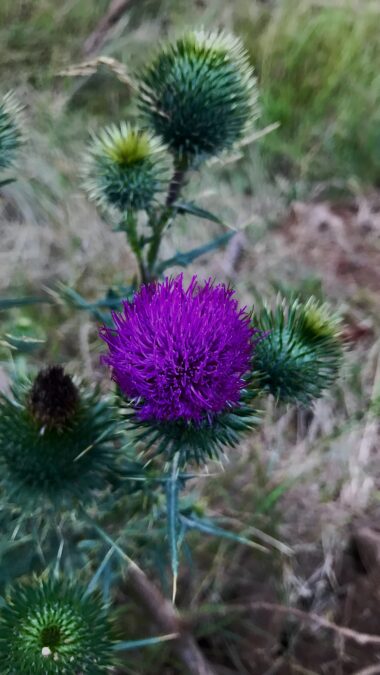 Marysville State Forest Milk Thistle