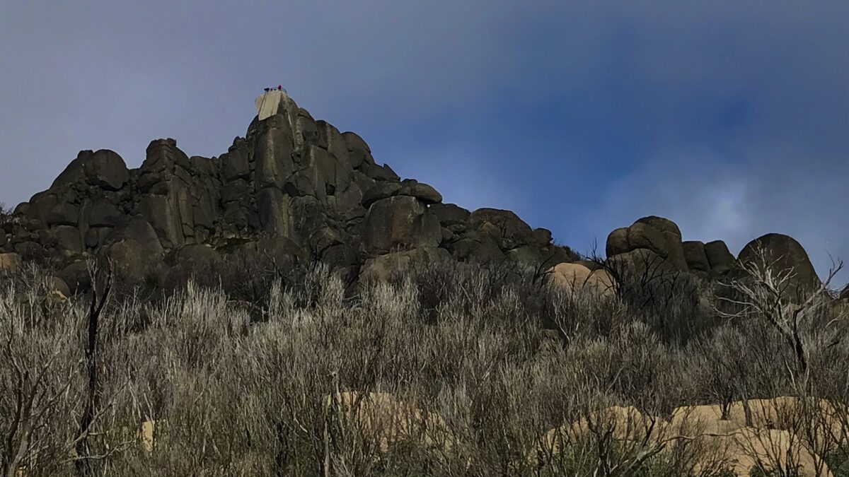 The Horn Mount Buffalo